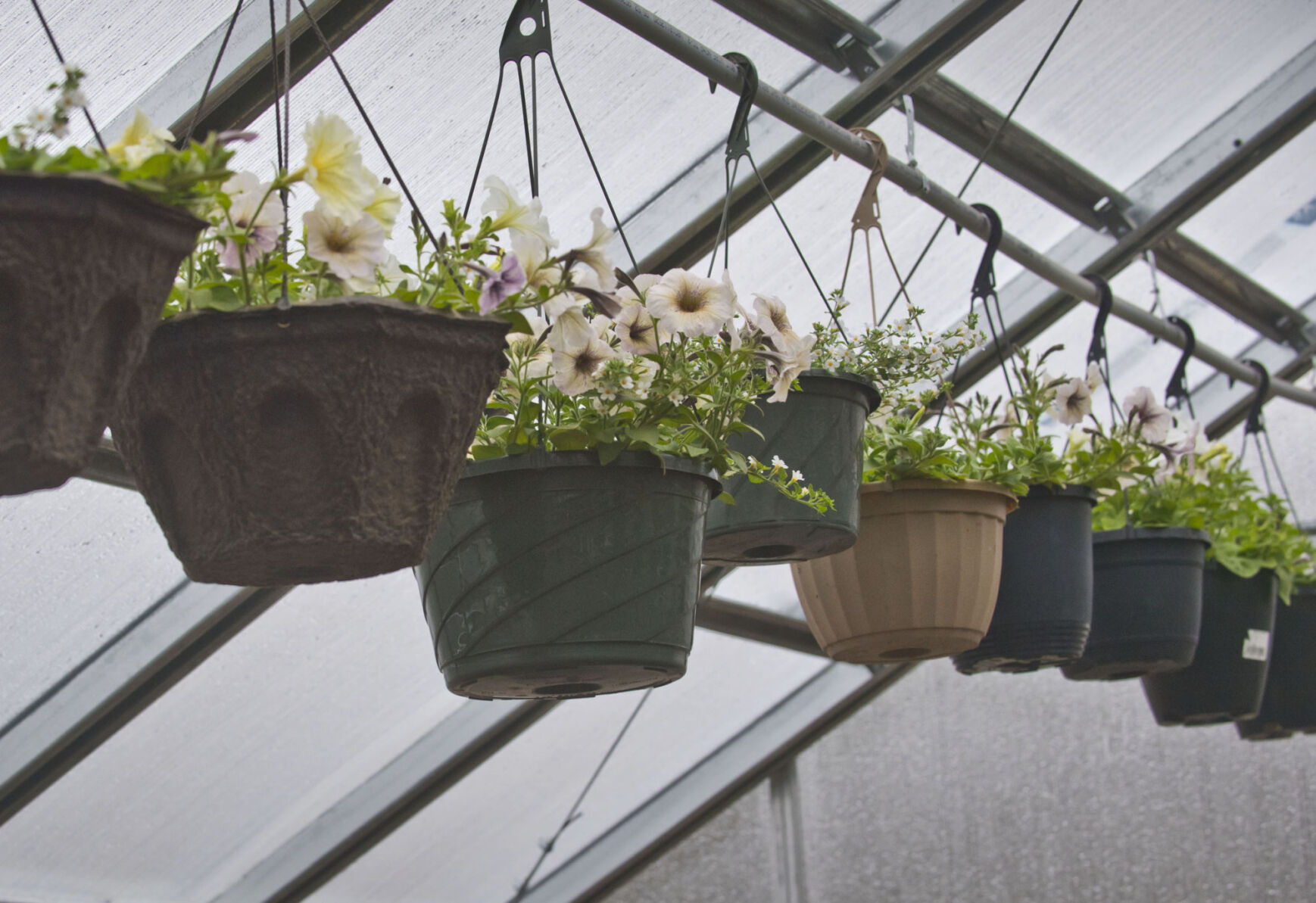 Flower farmers in Hermon getting in the ‘grewve’ for second season